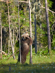 Young European brown bear (Ursus arctos) standing up and hugging a tree in swamp in North-Eastern Finland at the end of the June 2018.