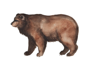 Fototapeta premium Cute watercolor bear on a white background. Wild forest animal. Sketch. Perfect illustration for your poster, postcard, and any other design!
