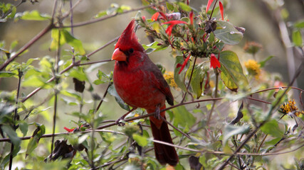 red cardinal sitting on a branch with flowers