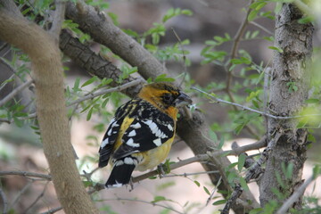golden finch sitting on branch