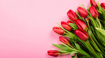 Rich bouquet of red tulips on pink background. Beautiful festive business card or certificate for congratulation text with copy space. Hello spring. Happy Valentine Day February 14. Woman day March 8