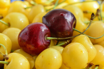 Two red cherries sit over a yellow cherries heap