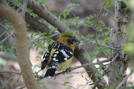 Golden Finch Sitting On Branch