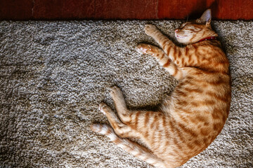 cat on the floor
