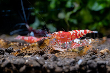 Different tiger dwarf shrimps look scramble together for eating food in fresh water aquarium tank...
