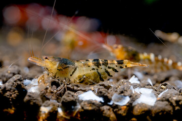 Pregnant golden tiger dwarf shrimp look for food on aquatic soil and stay with other shrimps in fresh water aquarium tank.