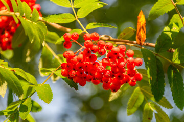 Branch of fruits of rowan with ripe berries, Sorbus aucuparia.