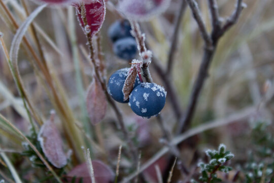 Beautiful Frozen Blueberry Bush In Winter Morning In Hemsedal, Buskerud,Norway,north Nature,scandinavian Landscape,image For Uisng As Poster,calendar,postcard,wild Journey