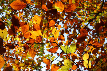 Herbst: Laubfärbung im Wald