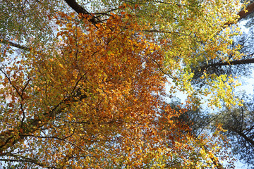 Herbst: Laubfärbung im Wald