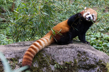 レッサーパンダ