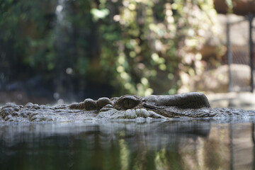 Head of a crocodile in Australia