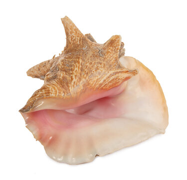Large West Indies lambi shell