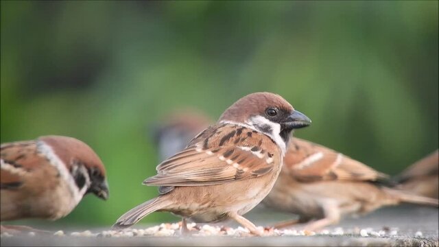 Many cute sparrows are eating food.