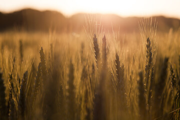 Obraz premium The field of golden wheat in setting sun, beautiful landscape with a blurry background