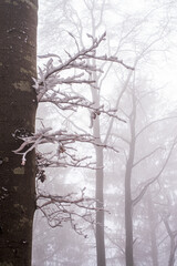 Nebelwald