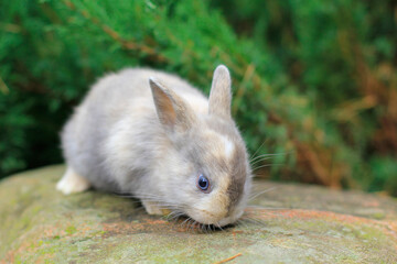 Fototapeta premium red rabbit with dark eyes sitting on a rock.