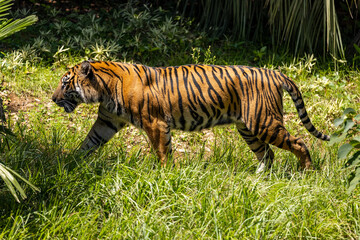 スマトラトラ Tiger