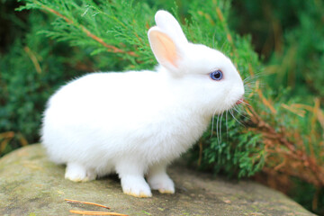 funny cute white rabbit with blue eyes.