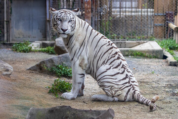 ホワイトタイガー , White Tiger