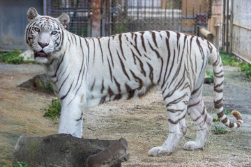 ホワイトタイガー , White Tiger
