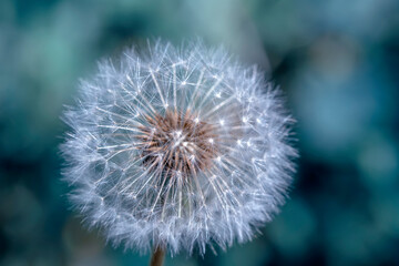 Naklejka premium Dandelion seeds close up blowing in green background
