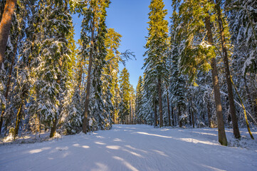 Early Thanksgiving view of a snow covered tree forest road with sun