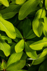 Green leaves of a plant