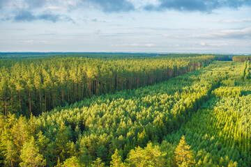 aerial view of green woods
