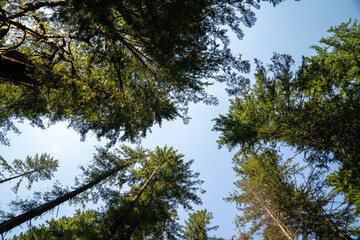 Tall trees in the Mt Baker-Snoqualmie National Forest near Nooksack Falls, looking up at sky
