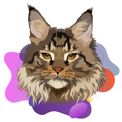 Maine Coon cat portrait, vector illustration