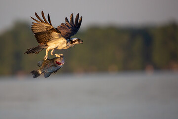 Osprey fishing on Reelfoot lake in Tennessee during the summer
