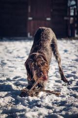 In a snowy garden, Rough coated Bohemian Pointer runs away from his master with wooden logs. Catch me if you can. The dog makes fun of the gentleman. Barbu tcheque in a snowy landscape