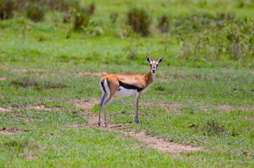 Naklejka na ściany i meble Red Deer - Kenya, Africa, Masai Mara