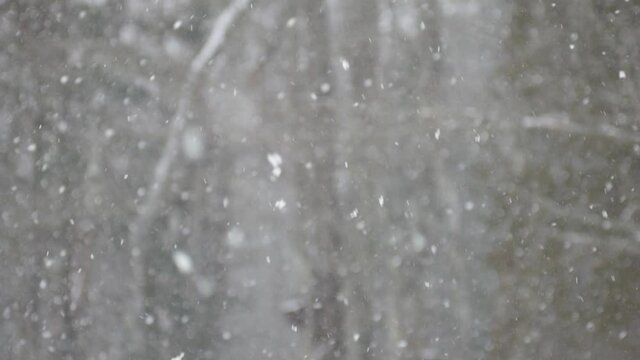 Slow motion out of focus forest with snow falling in the foreground video of winter.