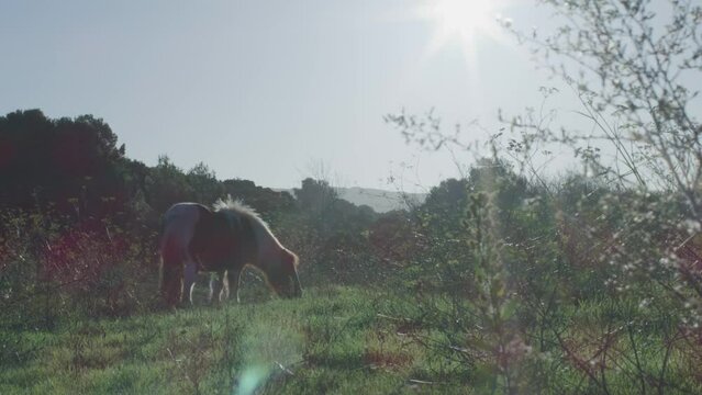 horsesand poneys eating fresh grass in the field next to Pic saint loup in south of France