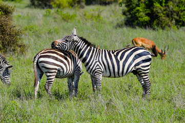 Fototapeta na wymiar Zebras - Kenya, Africa, Masai Mara