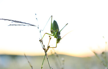 Gemeine Eichenschrecke