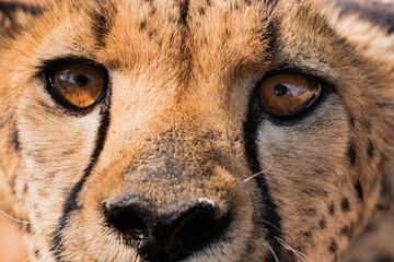 Gepard - Cheetah closeup staring right into the camera © Martin Gruber