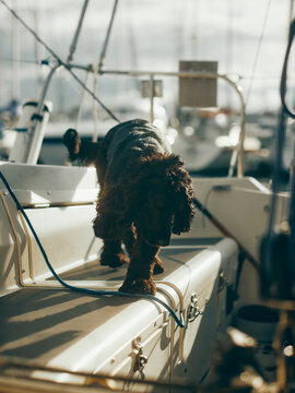 dog walking on deck of yacht