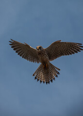 close up full frame of a beautiful kestrel (Falco tinnunculus) hovering overhead in blue sky whilst scanning for prey below