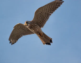 Fototapeta premium close up full frame of a beautiful kestrel (Falco tinnunculus) hovering overhead in blue sky whilst scanning for prey below