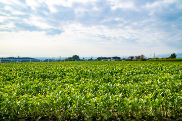 Fototapeta na wymiar 静岡の茶畑