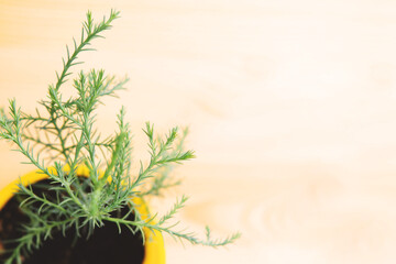 Sequoia in a pot on a wooden table.