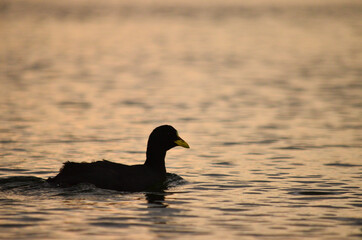 black yellow-billed duck from patagonia argentina