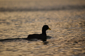 diving duck, patagonia argentina at sunset