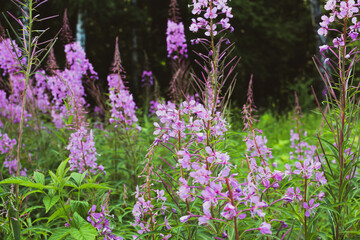 Field of blooming sally flowers or Ivan Tea, wild medicinal herbal tea of willow plant or Epilobium