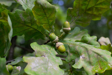 Green acorns hang on a oak branch in the forest