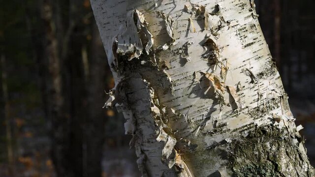 Wide close video of a white birch tree with bark peeling off swaying on a very windy day in New England with out of focus forest in the background.