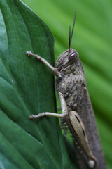 Weeping Grasshopper, Eyprepocnemis plorans on a green leaf